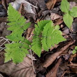 Gymnocarpium (oak fern)